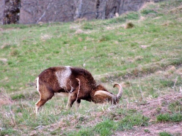 Faune et flore des Baronnies Provençales