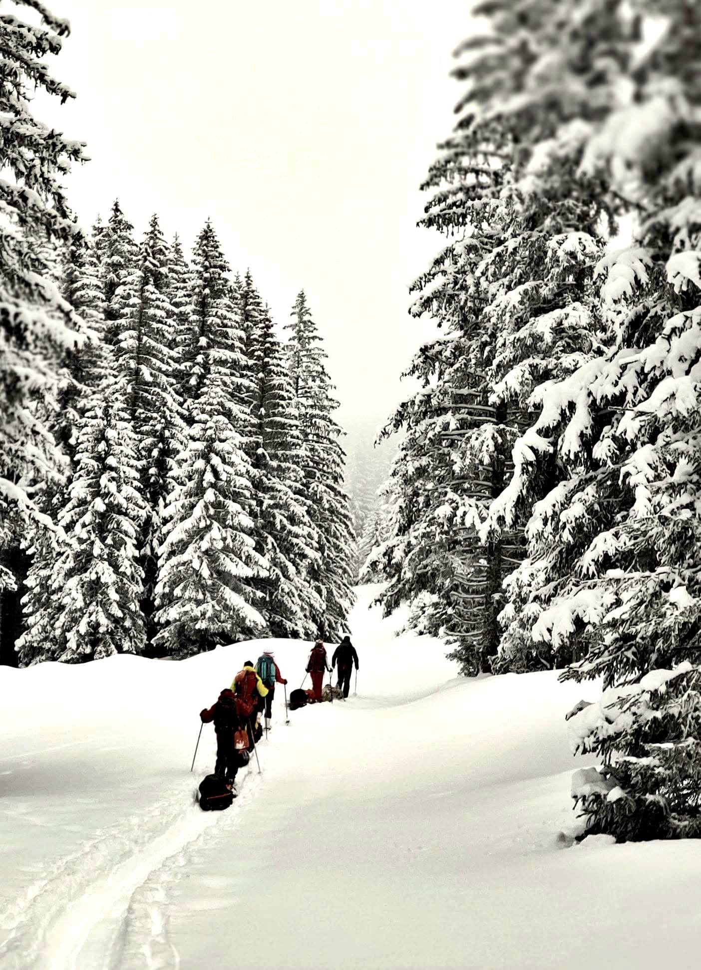 Groupe tirant les pulkas en forêt